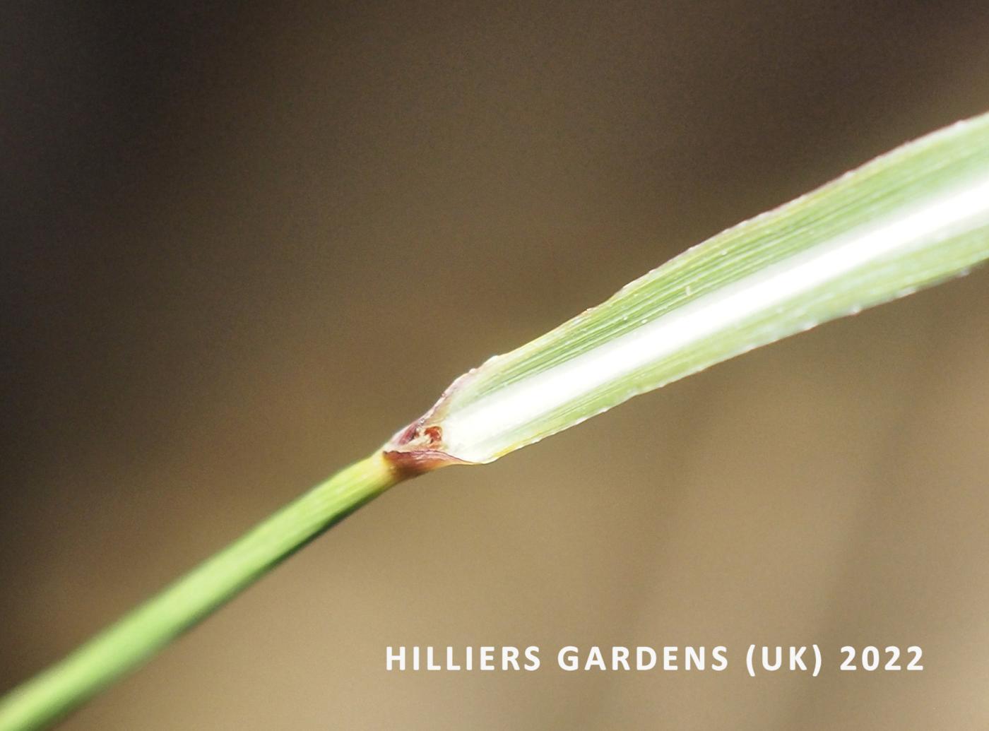 Silvergrass, Chinese leaf